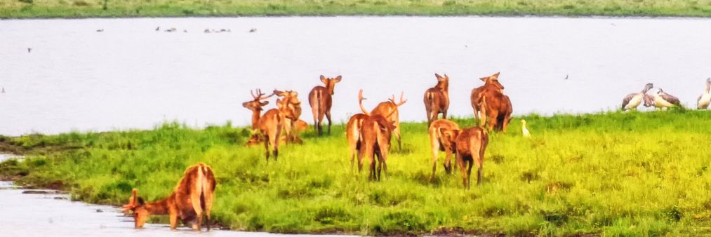 assam